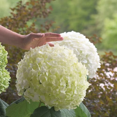 Incrediball® Smooth Hydrangea
